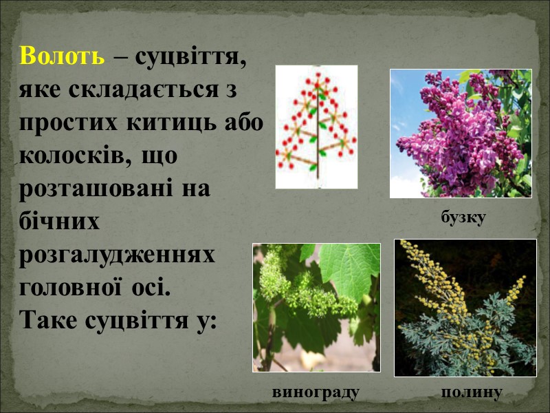 Волоть – суцвіття,    яке складається з простих китиць або колосків, що